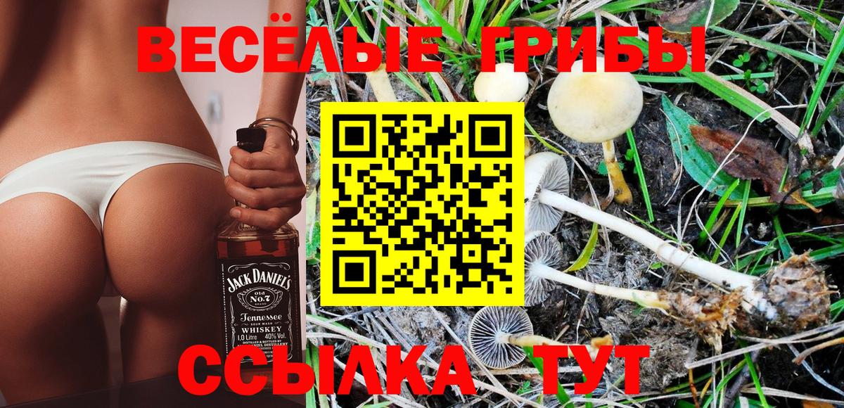 Псилоцибиновые грибы Psilocybine cubensis Киселёвск
